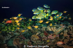 underwater life - Raja ampat by Massimo Giorgetta 